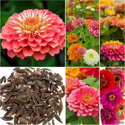 silba Zinnia Seed, Jinnia Seed, Zinia Bij Seed-picture-33