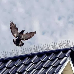 henx Bird Spike image 4