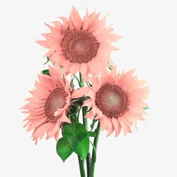 Sunflower Seed Mix Seed-image-55