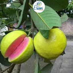 erwon Guava Growth Booster Manure image 3