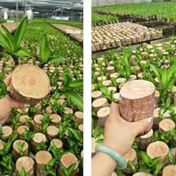 naturesnurseryy Brazilian Wood-picture-22