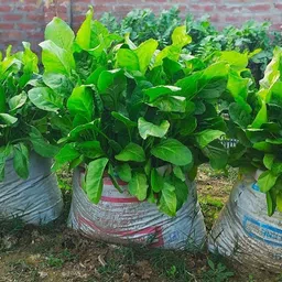 oxygreenplant Palak Seed image 3