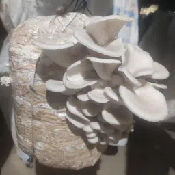 arko Oyster Mushrooms Spawn / Seeds First Generation High Yield White Mycelium Seed-picture-21