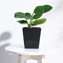 ugaoo Black Plastic Hague Small Desk Pot image 1