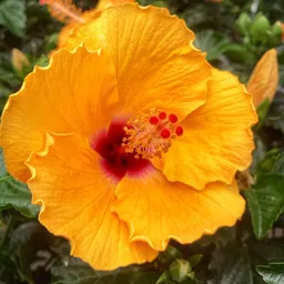 Hibiscus Plant-image-99