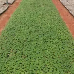 premier plants Red Lady Taiwan Seeds 786 Papaya Seed(300 Seeds) Seed image 2