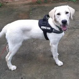 globe of pets Dog Harness, Chest Body Belt for Dogs. Size Small, Black Choke-Free Double Padded Vest with Adjustable Neck and Chest Dog Standard Harness image 3