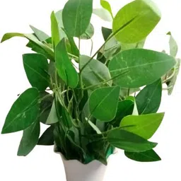 green plant indoor ArtificialBonsai2045 Bonsai Wild Artificial Plant with Pot-picture-34