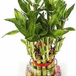 phore Two Layer Bamboo Plant image 2
