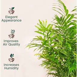 kyari Areca Palm With Arbor Pot - Orange image 3