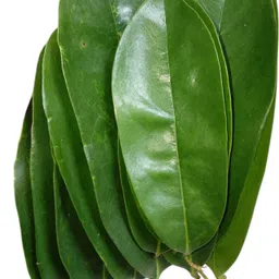 ja products Soursop Leaves/Mulseetha Leaves/Graviola Leaves (100 Leaves) Seed-picture-43