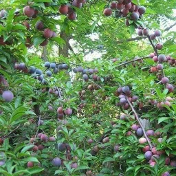 greenhousestore Aloo Bukhara/Plum Plant image 3