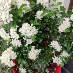 Kamini Murraya Paniculata Plant-image-51
