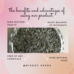 birddy seeds Strip Sunflower Seeds for Parrot Nuts 2 kg (2x1 kg) Dry Adult, New Born, Young Bird Food image 5