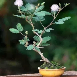 kpbhander Shy Plant-picture-26