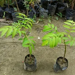 woodsep Amra Plant image 2