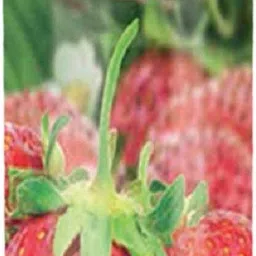 avon Naturals Lip Balm Pack of 1 Strawberry-picture-14