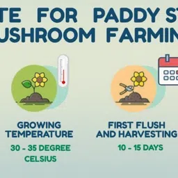 monday square Paddy Straw Mushroom Spawn/Seeds 1Kg (Volvariella volvacea) Seed image 4