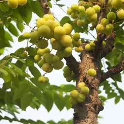 greenhousestore Amla Plant image 4