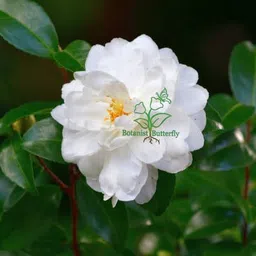 oxiflora Rose Plant-picture-46
