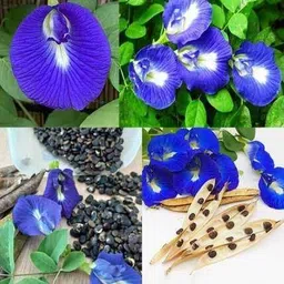 seedkart aparajita butterfly pea sankhapushpi gokarni flower plant seeds Seed-picture-11
