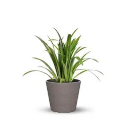 planters Dholpur Aloha Small Beige Polymer Floor Planter image 2