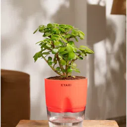 kyari Jade Plant With Self Watering Pot- Red-picture-34