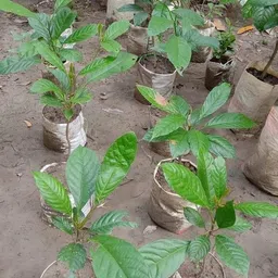 krishnanursery Lantana Plant image 2