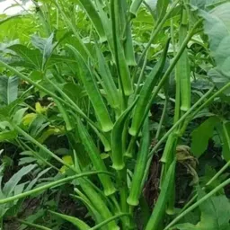 mamoni traders 250g, hybrid bhindi/okra seeds highest yield Verity early fruiting dark green Seed image 1