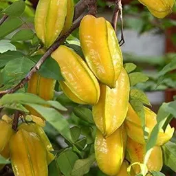 Star Fruit Carambola Grafted Plant-image-29