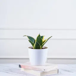 actionware Planter Flower Pots Round Shape for Indoor/Outdoor Gardening (Green) (10LTR.) Plant Container Set image 3