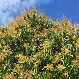 greensee Mango Plant image 2