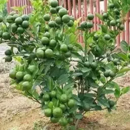 joybucks Lemon Plant-picture-22
