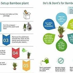 phore Two Layer Bamboo Plant image 3