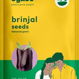 ugaoo Brinjal Banarasi Giant Vegetable Seed-picture-28