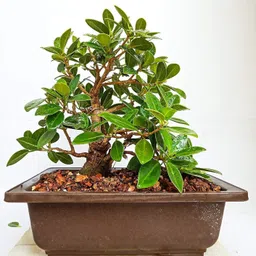 afartiobina China Palm Plant-picture-27