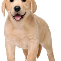 s.blaze GOOD QUALITY 1/2 INCH GREEN DESIGNED BELT FOR YOUR PUPPY & SMALL DOG COLLAR BELT, Dog Collar & Leash image 3