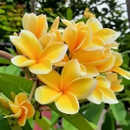 green view Plumeria Plant-picture-40