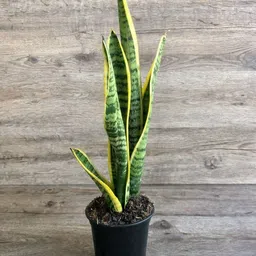 aquinnah Snake Plant image 4