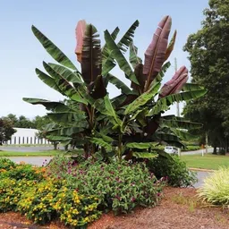 florafusion Banana Plant image 2