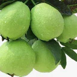 Guava Plant-image-72