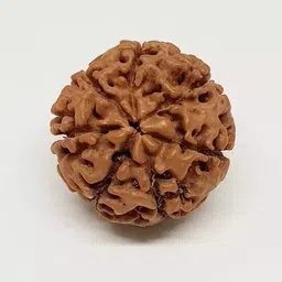 beautum 7 MUKHI NATURAL ORIGINAL NEPALI RUDRAKSHA FOR MEN AND WOMEN Wood Pendant image 2