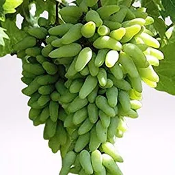 Bahan Traders Seedless Sweet Green Grape Fruit Air Layered plant, Angoor Plant "Special Long Variety" (Produce fruit in 1 Year) image 4