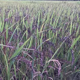 stokiya Black Rice Paddy Seeds (Kala Namak Rice Paddy Seeds) Hybrid 2 kg Seed image 2