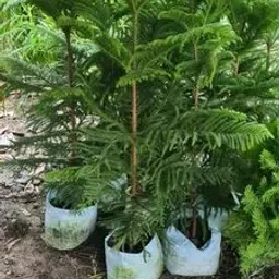 petalpath Christmas Tree Plant image 4