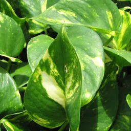 chiku Money Plant image 2
