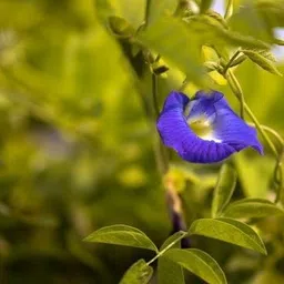 rudraecom Aparajita/ Butterfly Pea Plant image 2
