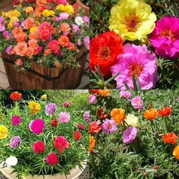 ibains Time flower seed 84 Seed-picture-14