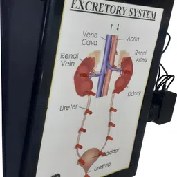 melody's Excretory System Low Cost Teaching Aid (LOCTAS) Biology/Electrical Labs. image 3
