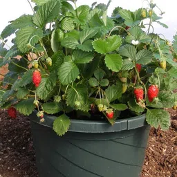 Strawberry Plant-image-49